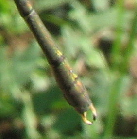 Chalcolestes viridis o parvidens?